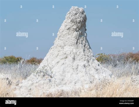 Termite Burrows Hi Res Stock Photography And Images Alamy