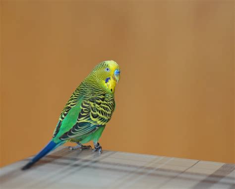 Free Images Wing Beak Yellow Fauna Macaw Animals Vertebrate
