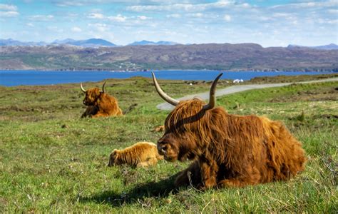 Scottish Highland Cow Pictures Download Free Images On Unsplash
