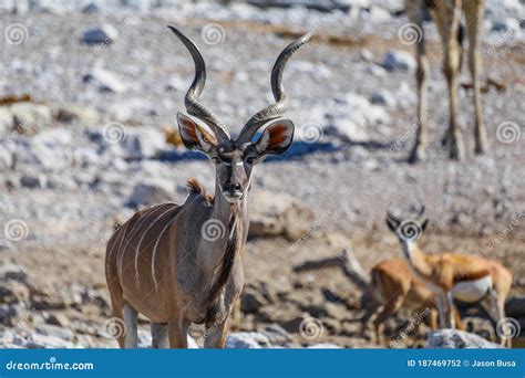 Majestueuse Antilope Kudu Avec Le Springbok Et La Girafe En Arrière