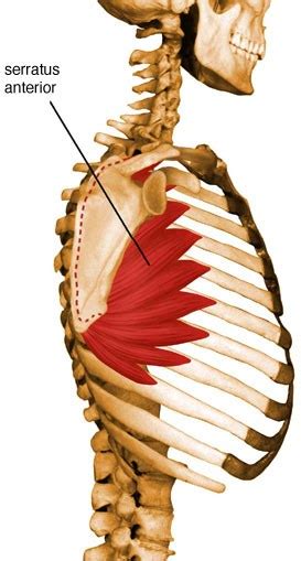 Serratus Anterior - UW Radiology
