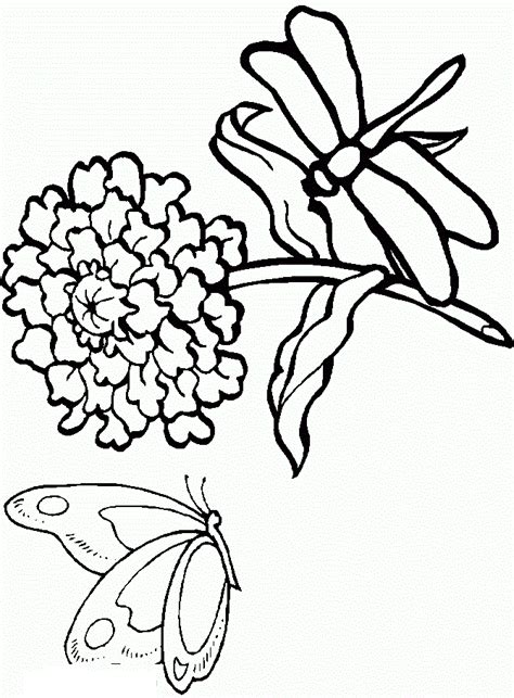 Wingless dragon coloring page for adults. Free Printable Dragonfly Coloring Pages For Kids