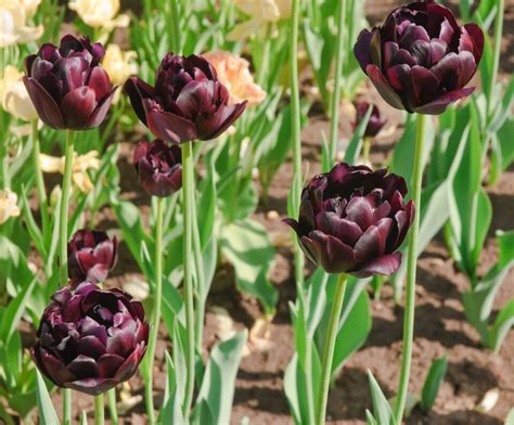 The Black Hero Tulip Minneopa Orchards