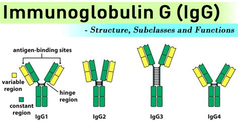 Immunoglobulin G Igg Structure Properties And Functions Overall