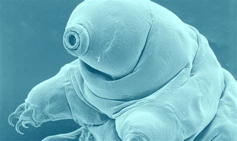 Microscopic Sea Animal Led Researchers To Discover A New Type Of Glass