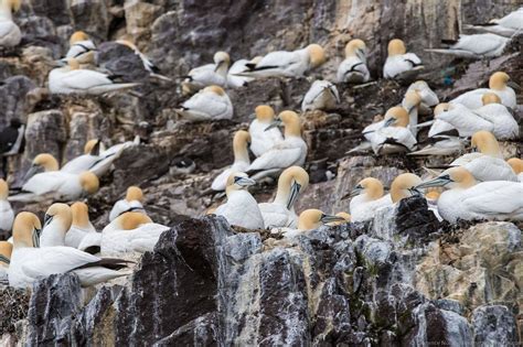 The Scottish Seabird Centre In North Berwick Seeing Puffins And More Finding The Universe