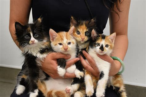 These 85 Kittens And Cats Are Up For Adoption Latf Usa News