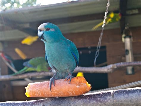 Free Images Bird Beak Blue Yellow Fauna Carrot Lovebird Macaw