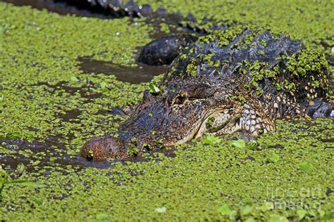 Alligator Photograph By Jim Beckwith Fine Art America