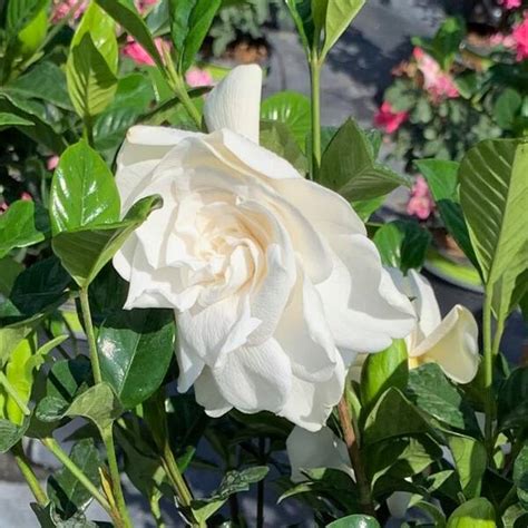 Onlineplantcenter Gal Veitchii Gardenia Flowering Shrub With White