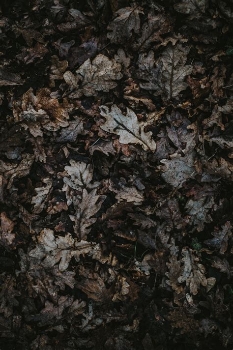 Dried Leaf Lot Oak Leaves Autumn Hd Wallpaper Wallpaper Flare