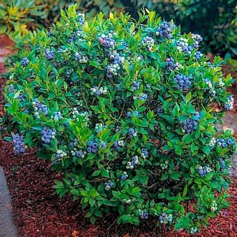 Premier Blueberry Bush Blueberry Bush For Sale Plantingtree