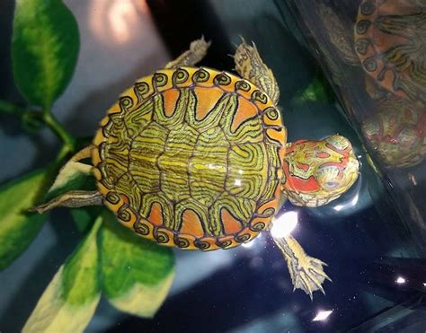 Pastel Red Eared Slider A Morph Of The More Common Slider This Is The
