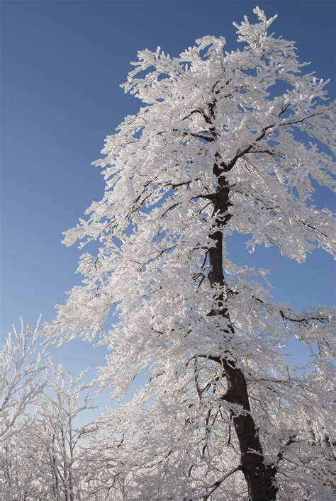 무료 이미지 나무 자연 분기 겨울 화이트 꽃 서리 얼음 봄 날씨 눈이 내리는 시즌 동결 우디 식물