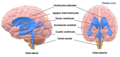 Ventrículos Cerebrales Anatomía Funciones Y Enfermedades Anatomía