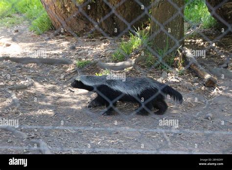 A Quick Running Honey Badger In The Spacious Jukani Wildlife Sanctuary