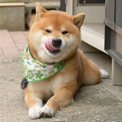 Ryuji Is An Adorable Shiba Inu Puppy Whos Taking Over The Instagram