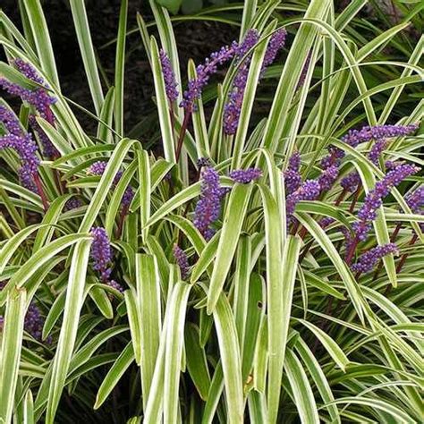 Monkey Grass Seeds This Ornamental Grass Has Evergreen Foliage And