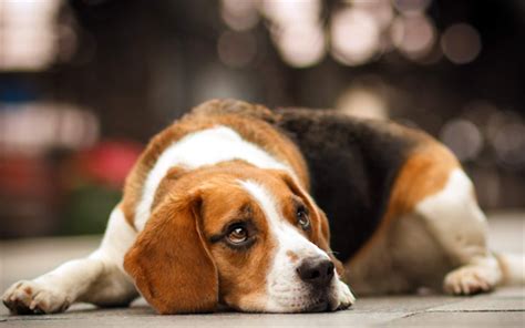 Download Wallpapers Beagle Bokeh Sad Dog Dogs Close Up Cute