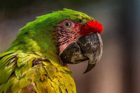 Cum șiți Că Papagalul Este Bolnav și Ce Semne Trebuie Să Urmăriți