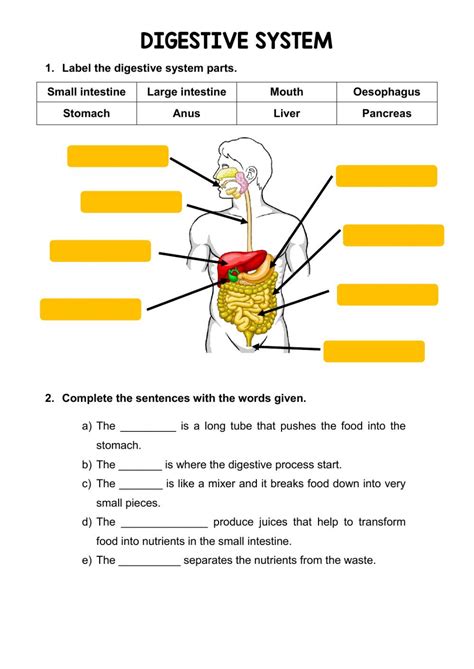 digestive system worksheet answers education template