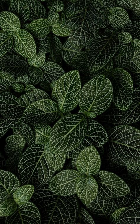 Download Wallpaper 800x1280 Leaves Plant Aerial View Green Samsung