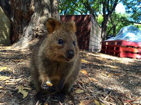 Rottnest fast ferries, hillarys boat harbour. Quokka Selfie - Rottnest Island, Australia - Travel is my ...
