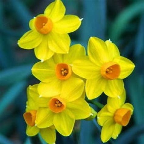 Buy Daffodil Fragrance Tahiti 3 Bulb Online At Low Price On