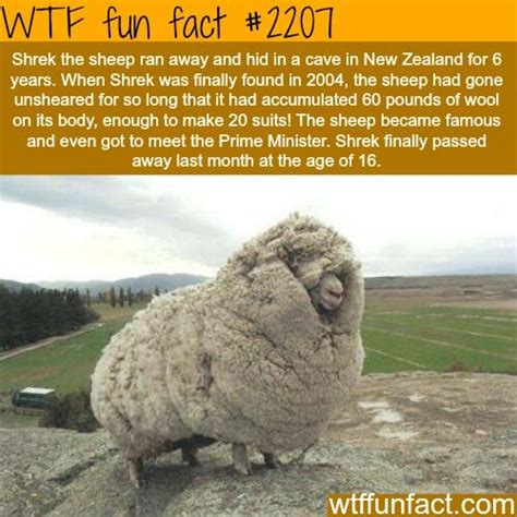 Check Out This Sheep Interesting Facts Pinterest