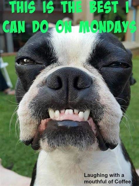 Monday Smile Cute Dogs Boston Terrier Terrier