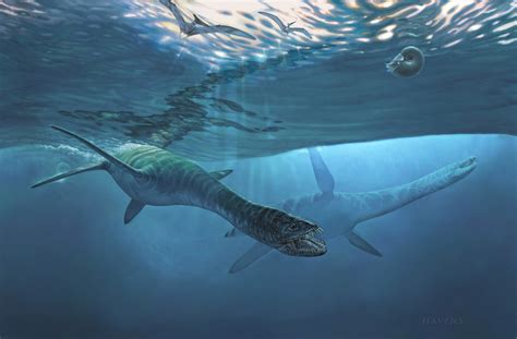 Montana Fossil Turns Out To Be New Kind Of Sea Dinosaur