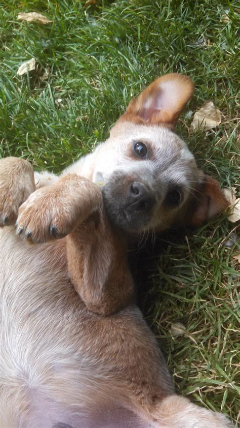 A Precious Male Red Heeler Puppy Photo Credit Yolanda Lozano