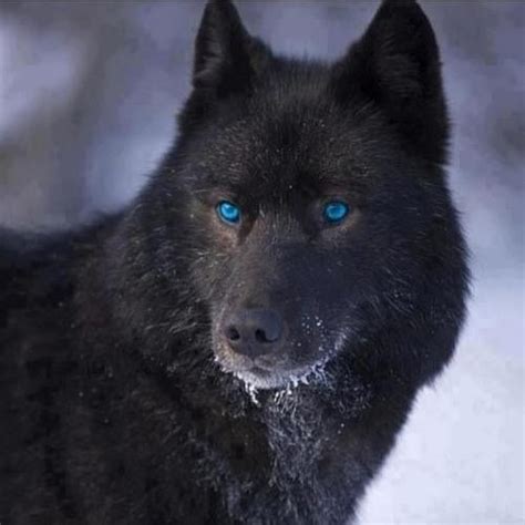 Black Wolf Hybrid With Blue Eyes
