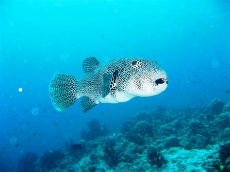 Amazing Facts About The Puffer Fish Scuba Legends Dive Center