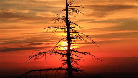 Spruce Tree Sunset 4k Hd Wallpapers Hd Wallpapers Id