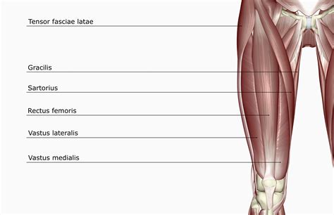 Rectus Femoris Muscle Function And Anatomy
