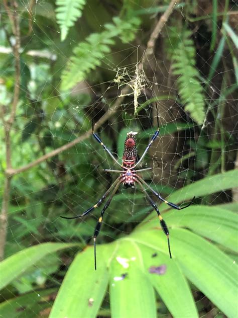 Spiders Of Costa Rica Tropical Ecology