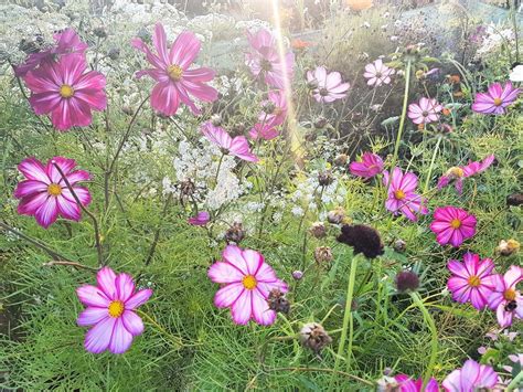 Hardy plants that do not need to be raised indoors but can be sown directly into their flowering positions in the garden in spring. Flower School. Half Hardy Annuals. #5 - Higgledy Garden