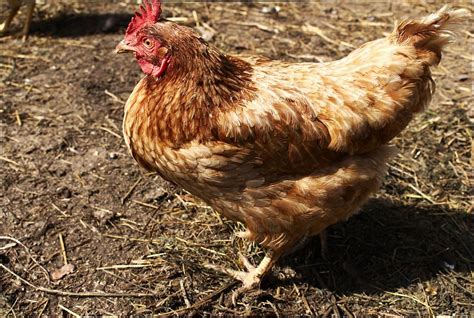20 Best Egg Laying Chickens Illustrated Guide Know Your Chickens