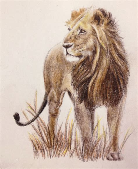 African Lion In Colored Pencil Pencil Drawings Of Girls Pencil