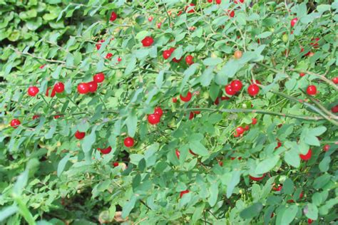 Edible Berries Of The Pacific Northwest The Whole U