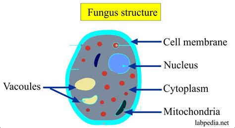 Fungal Cell Diagram