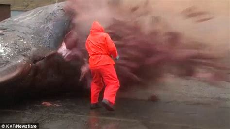 Horrifying Footage Shows Washed Up Sperm Whale Exploding As Biologist