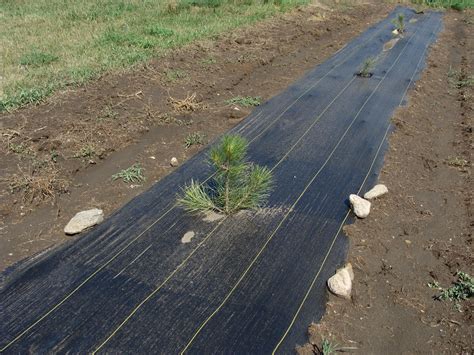 Your weed tree stock images are ready. Tips for Planning a Tree Planting | Morton County Soil ...