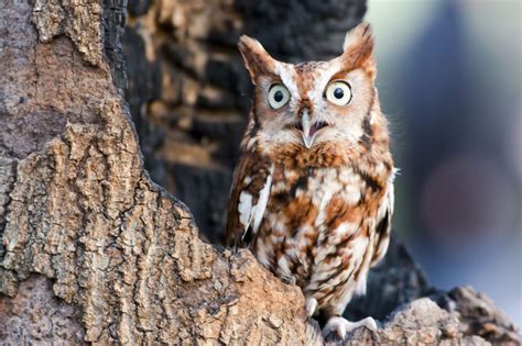 Bird Of The Week Eastern Screech Owl Huron Clinton Metroparks