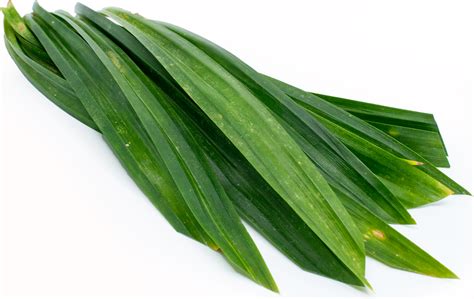 Scopri ricette, idee per la casa, consigli di stile e altre idee da provare. 7 Manfaat Luar Biasa Daun Pandan untuk Kecantikan Kulit ...