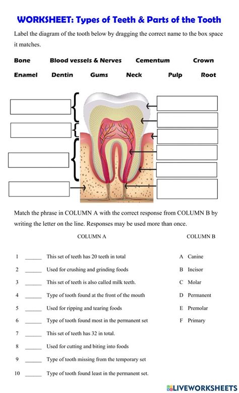 Worksheet Showing The Parts Of A Tooth And Its Corresponding Parts To