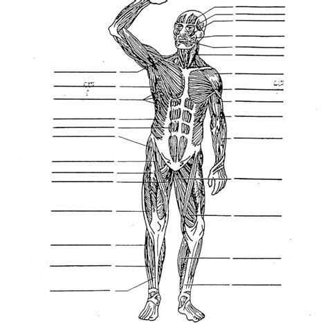 Blank Muscle Diagram