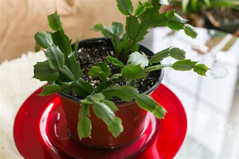 How much water do cacti need, and how often? How Often Should I Water My Christmas Cactus? | Hunker