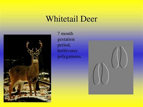 Whitetail Deer Gestation Chart